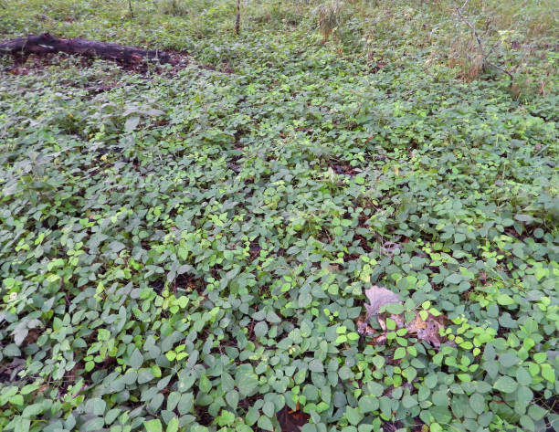 istock Amphicarpaea bracteata (American Hog Peanut) Native North American Woodland Vine 1659339316