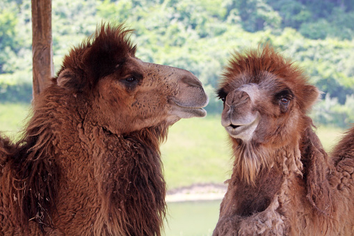 Animals in an open zoo in Ohio, USA - The Wilds - Camelus bactrianus - Bactrian Camel