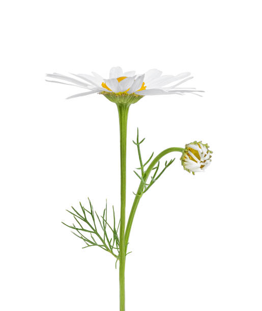 istock Chamomile flower isolated on white background. One single chamomile flower with green stem and leaves. 1659343228