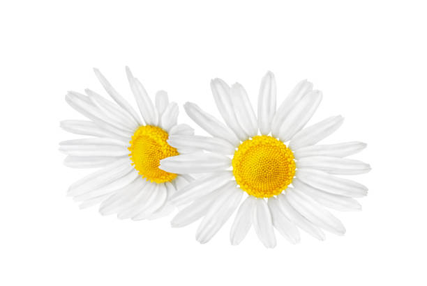 istock Chamomile flower isolated on white background. Two chamomile flowers. 1659343761