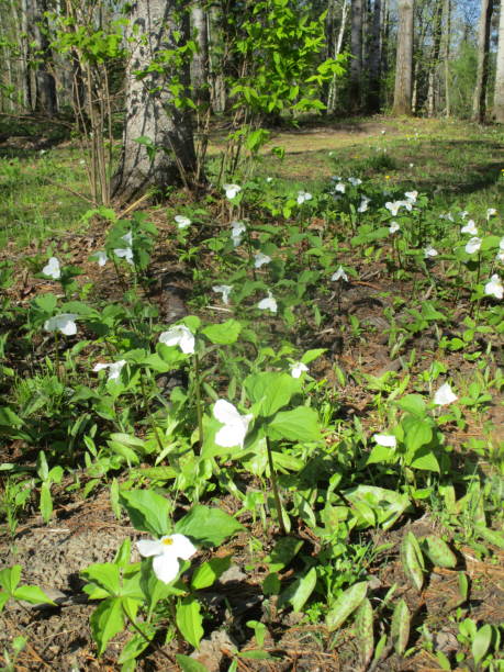 istock Trilliums in the Woods 1659356429