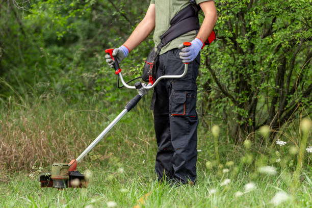 istock Man mowing the grass at his garden by using string trimmer 1659375051
