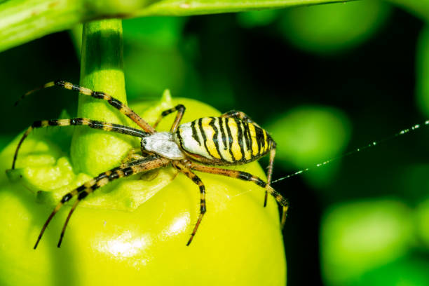 spider on a leaf. yellow striped wasp spider - argiope bruennichi - - getingspindel bildbanksfoton och bilder