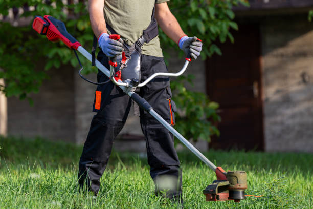 istock Landscape maintenance concept. Man cutting grass in yard by using electric string grass trimmer. 1659382353