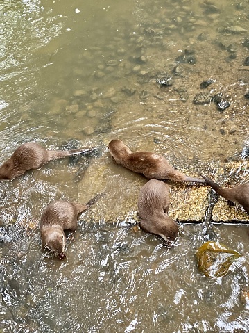 Capture the endearing sight of a playful group of otters at Newquay Zoo in Cornwall, England, United Kingdom. These adorable aquatic creatures exude charm and curiosity as they frolic and interact with one another. Their sleek, glistening fur and engaging expressions make this image a heartwarming addition to any content related to wildlife, conservation, or family-friendly attractions. Whether for educational materials or simply to bring a smile to your audience's faces, this image offers a delightful glimpse into the world of these charismatic otters. Nature, animals, otter, fur, furry, water, stream, zoology.