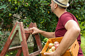 Man next to ladder holding crete full of fresh organic apples.