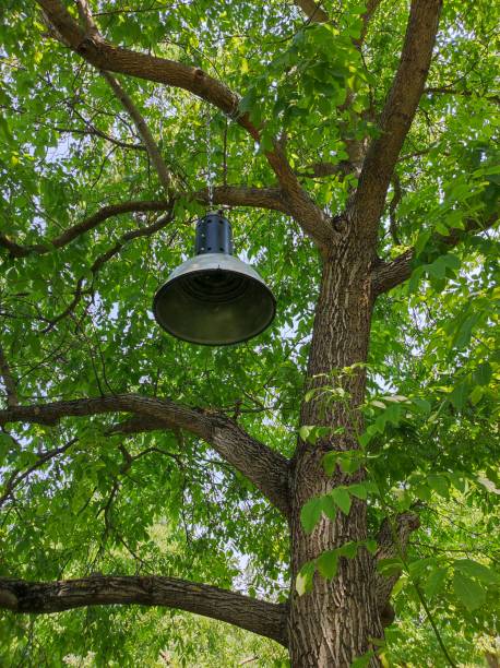 istock Why should not we sit under the tree of walnut? 1659394445