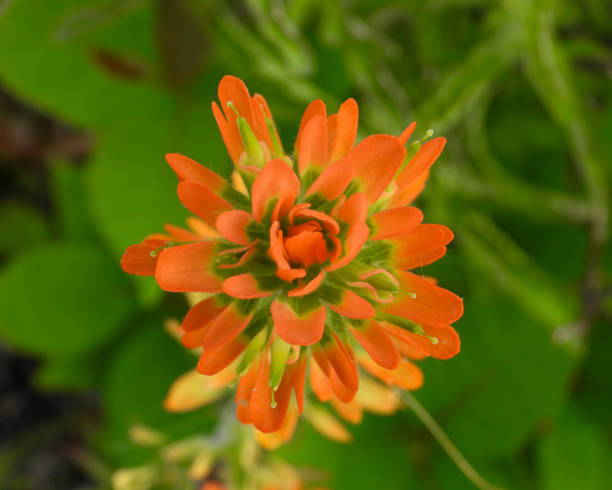 istock Castilleja coccinea (Indian Paintbrush) Native North American Prairie Wildflower 1659397724