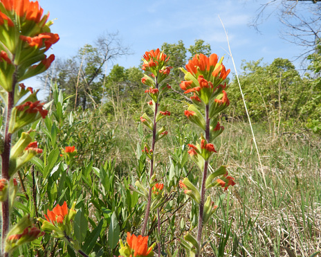 Castilleja coccinea (Indian Paintbrush) Native North American Prairie Wildflower