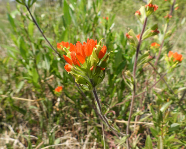 istock Castilleja coccinea (Indian Paintbrush) Native North American Prairie Wildflower 1659399334