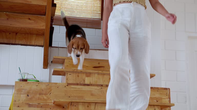 Closeup leg of young asian woman and dog walk down the stairs at home, woman and pet walking togetherness, lifestyles concept.