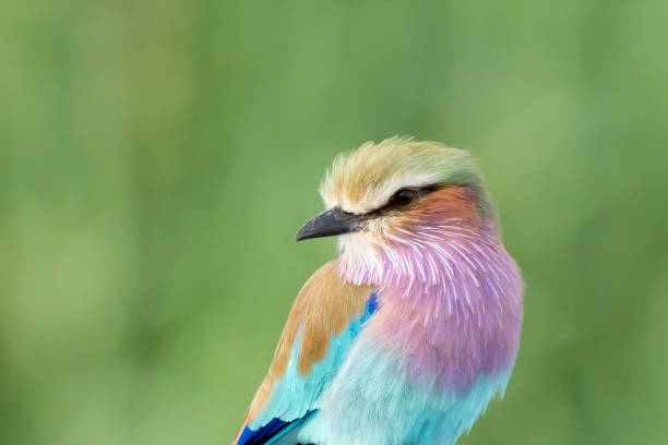 istock Colorful Lilac-Breasted Roller Portrait in Namibia Africa 1659400584