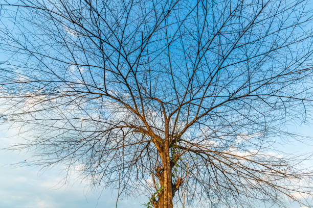 Trees are left with branches Silhouettes of trunks and branches a meadow soil in a rice field with fluffy clouds blue sky daylight background.