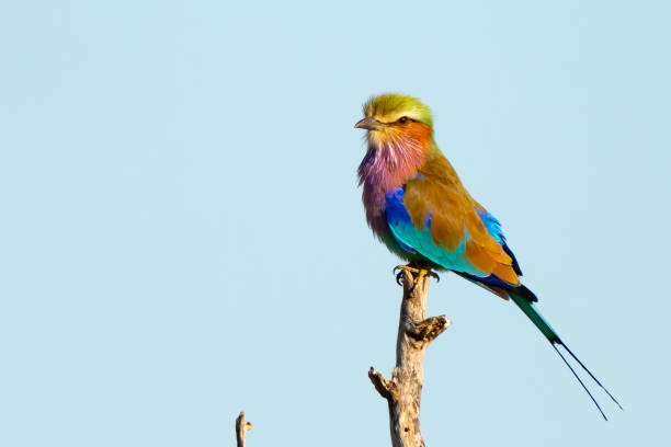 istock Colorful Lilac-Breasted Roller Portrait in Namibia Africa 1659401117