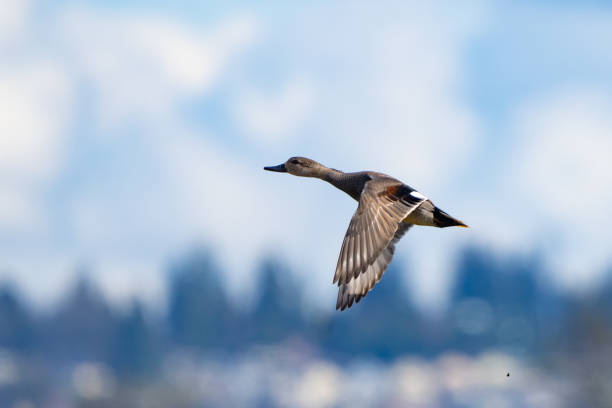 Male Gadwall Duck Takes Flight from Edmonds Marsh