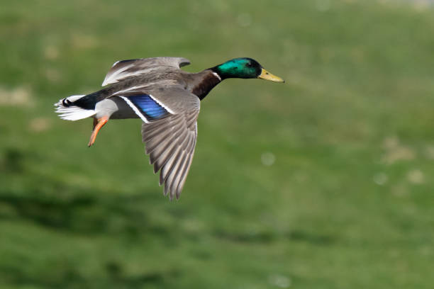 istock Colorful Mallard Ducks in Flight on a Sunny Day 1659402255