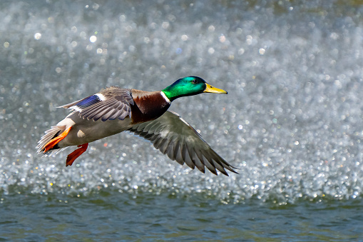 Portrait of male Mallard Duck on lake