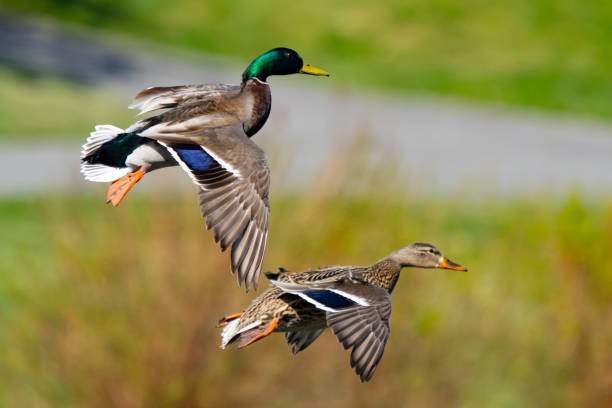 istock Colorful Mallard Ducks in Flight on a Sunny Day 1659402270
