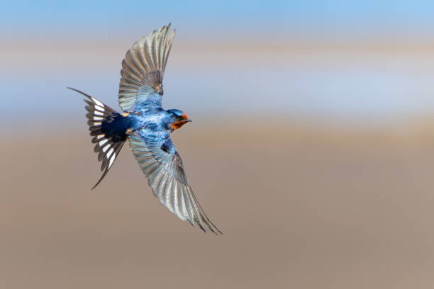 istock Beautiful Blue Barn Swallow Over Pastel Background 1659403331
