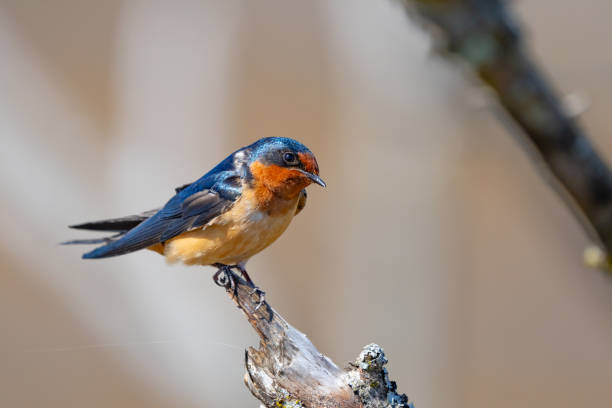 istock Beautiful Blue Barn Swallow Over Pastel Background 1659403337