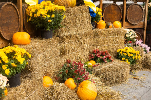 istock pumpkin decor. Halloween decorations. autumn. 1659403351