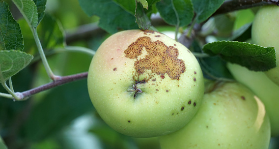 apple orchard with deceased ripening apples on the trees in end of august