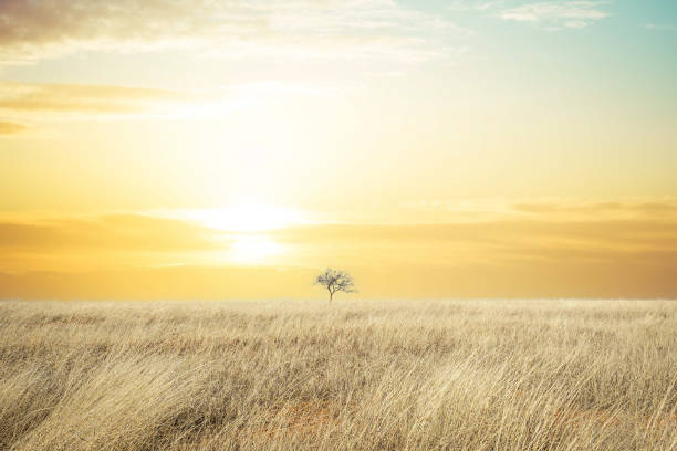 istock A lone tree in a dry grass field against a clear blue sky 1659406313