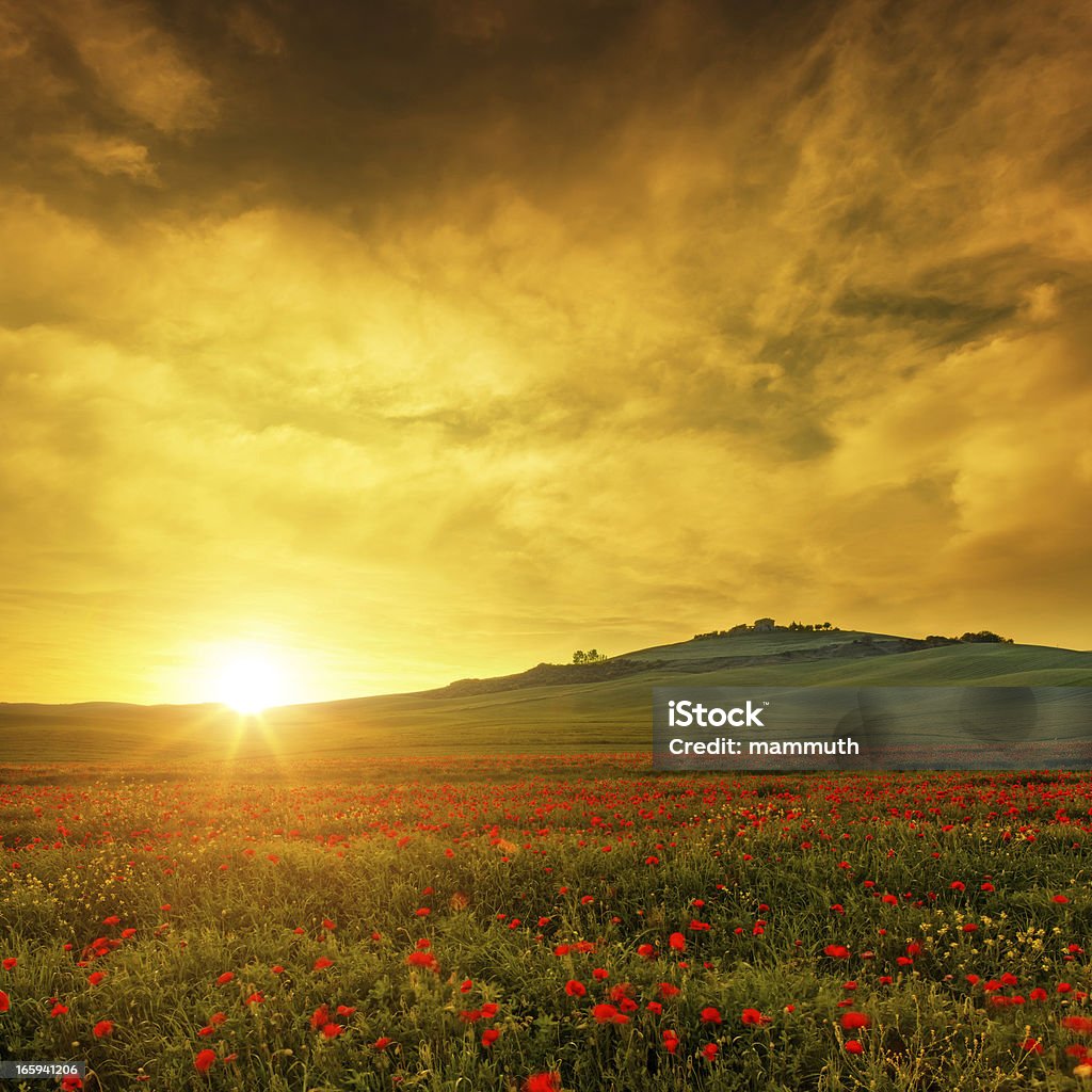 Campo de amapolas de Toscana al atardecer - Foto de stock de Aire libre libre de derechos