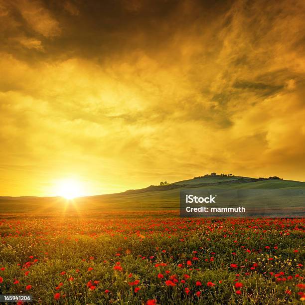 Campo De Amapolas De Toscana Al Atardecer Foto de stock y más banco de imágenes de Aire libre - Aire libre, Ajardinado, Amapola - Planta