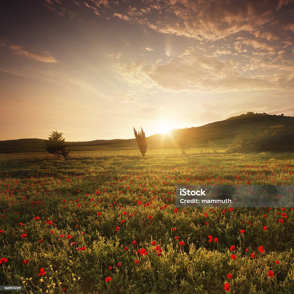 Papoila campo na Toscana ao pôr do sol - Royalty-free Papoila - Planta Foto de stock