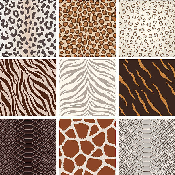 Seamless animal background pattern A collection of animal background pattern, based on Leopard, Jaguar, Tiger, Giraffe, zebra,  crocodile skin, etc.  All design are seamless. animal pattern stock illustrations