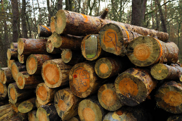 istock Bales of felled trees 1659416600