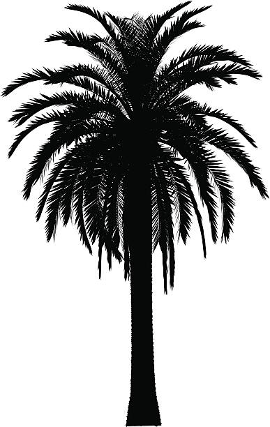 illustrations, cliparts, dessins animés et icônes de palm tree illustration - palm tree leaf tree frond