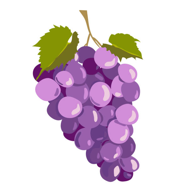 illustrazioni stock, clip art, cartoni animati e icone di tendenza di uva nera isolata su fondo bianco. illustrazione vettoriale in stile piatto. bacche viola mature per vino rosso. emblema per cantina, menu, succo - red grape