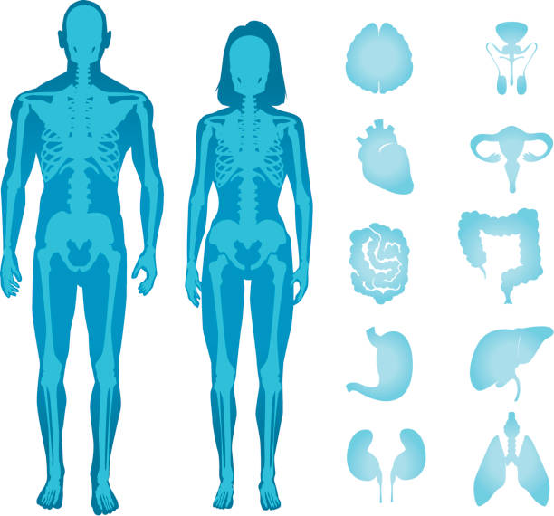 human anatomy vector - fizyoloji stock illustrations