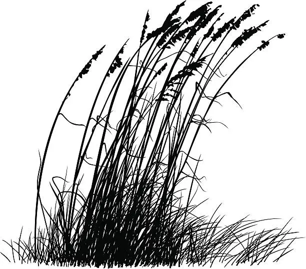 Vector illustration of Beach Grass Silhouette