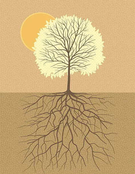 Vector illustration of Fall tree with root illustration show strong roots