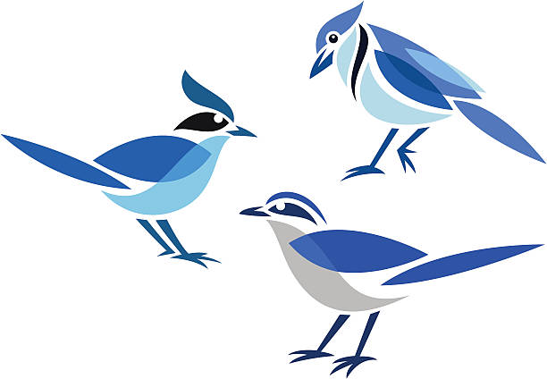Stylized birds "Stylized jay - Blue Jay, Steller's Jay and Florida Scrub-Jay" jay stock illustrations