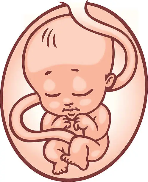 Vector illustration of pregnancy