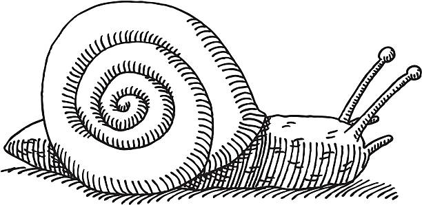 ślimak rysunek - snail isolated white white background stock illustrations