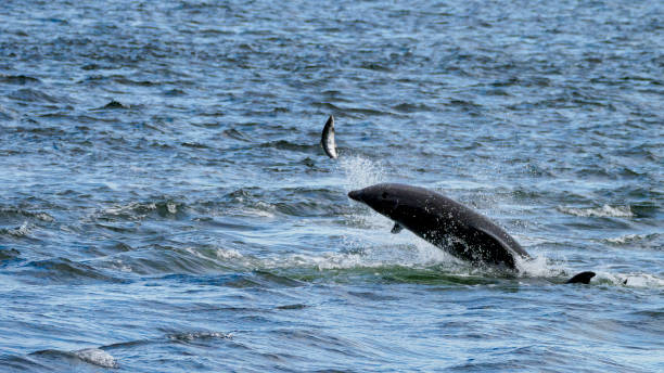 istock Dolphin throwing fish at Chanonry Point, Scotland 1659441038