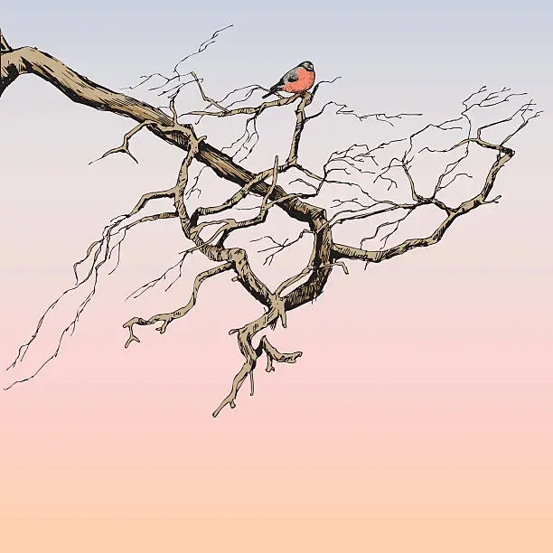 Vector illustration of bullfinch