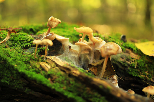 Forest mushrooms on the mulch overgrown with mold