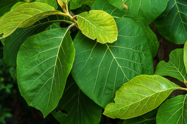 istock Green leaves texture,foliage nature green background 1659456196