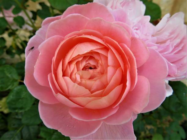 istock Beautifull pink Garden Rose 1659456769