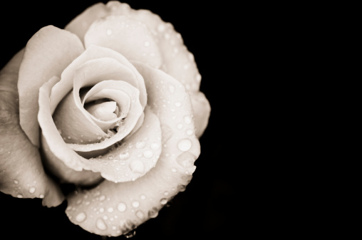 Close-up of a rose covered with rain drops.  Monocrhome sepia toned image of a single rose.