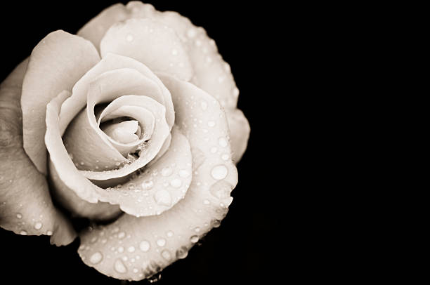 Monochrome rose with rain drops Close-up of a rose covered with rain drops.  Monocrhome sepia toned image of a single rose. black and white rose stock pictures, royalty-free photos & images