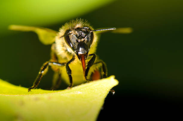 A Macro Shot of a Honey Bee 