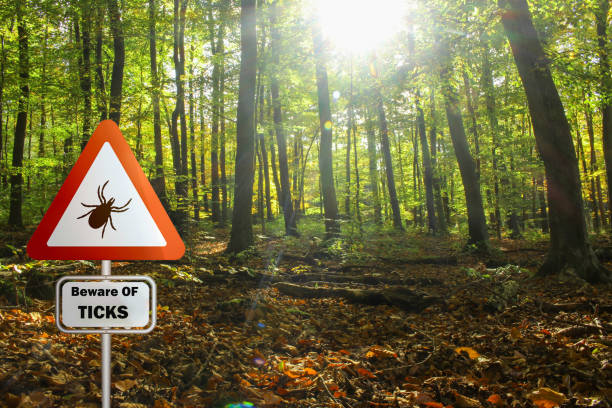 istock Tick insect warning sign . Lyme disease and tick-borne meningitis (meningoencephalitis) transmitter 1659466273