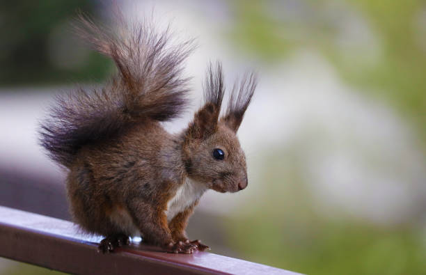 istock A squirrel on a neighborhood balcony on a sunny day. 1659468277